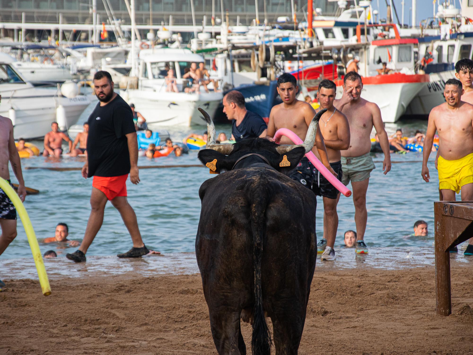 stier bei bous a la mar in dénia