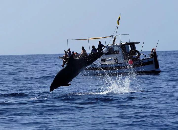 whalewatching