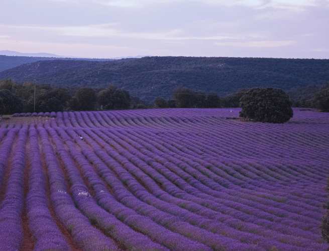 Blühende Lavendelfelder in Spanien, Brihuega.